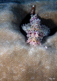 Maldives 2021 - Tasseled scorpionfish - Poisson scorpion a houpe - Scorpaenopsis oxycephala - DSC00807_rc